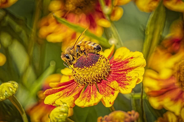 USA, Colorado, Fort Collins. Honey bee on coreopsis flower