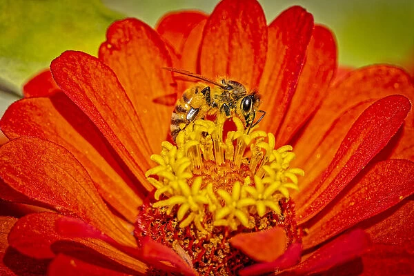 USA, Colorado, Fort Collins. Honey bee on coreopsis flower