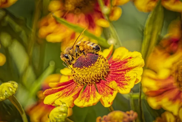 Framed Print : USA, Colorado, Fort Collins. Honey bee on coreopsis flower Framed Print : USA, Colorado, Fort Collins. Honey bee on coreopsis flower