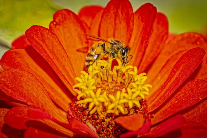 Framed Print : USA, Colorado, Fort Collins. Honey bee on coreopsis flower Framed Print : USA, Colorado, Fort Collins. Honey bee on coreopsis flower