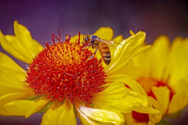 USA, Colorado, Fort Collins. Honey bee on echinacea flower