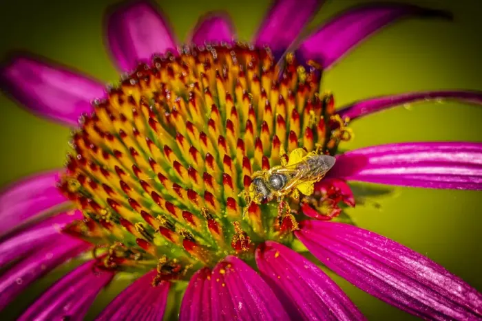 Framed Print : USA, Colorado, Fort Collins. Honey bee on echinacea flower