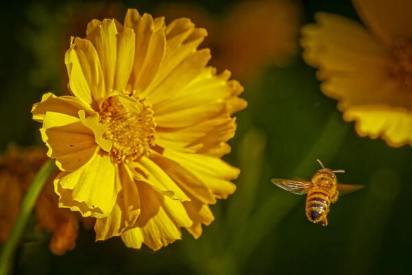 USA, Colorado, Fort Collins. Honey bee flying near yellow flower