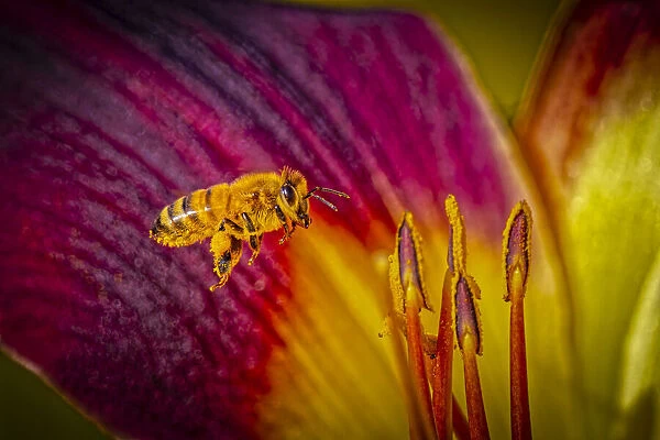 USA, Colorado, Fort Collins. Honey bee flying onto lily