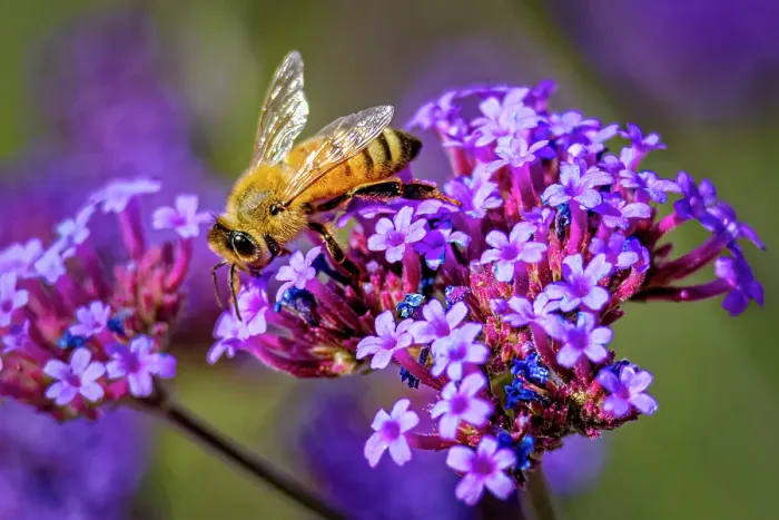 Framed Print : USA, Colorado, Fort Collins. Honey bee on verbena flowers. Credit as Fred Lord  /  Jaynes Gallery  /  DanitaDelimont.com