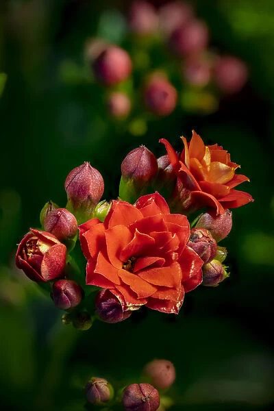 USA, Colorado, Fort Collins. Kalanchoe flowers close-up
