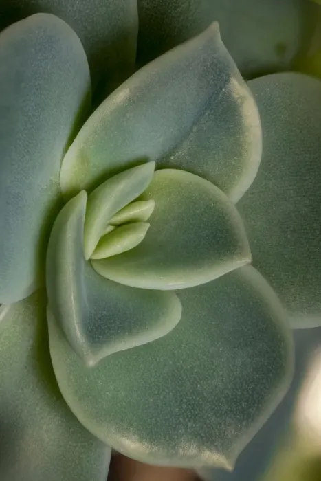 Framed Print : USA, Colorado, Fort Collins. Leatherpetal succulent close-up Framed Print : USA, Colorado, Fort Collins. Leatherpetal succulent close-up