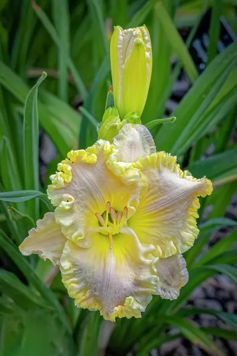 Framed Print : USA, Colorado, Fort Collins. Lily flower close-up. Credit as Fred Lord / Jaynes Gallery / DanitaDelimont.com Framed Print : USA, Colorado, Fort Collins. Lily flower close-up. Credit as Fred Lord / Jaynes Gallery / DanitaDelimont.com