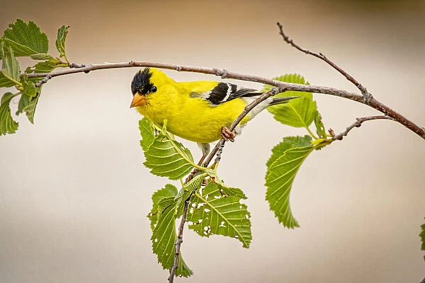 USA, Colorado, Fort Collins. Male American goldfinch close-up
