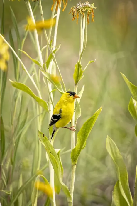 Framed Print : USA, Colorado, Fort Collins. Male American goldfinch close-up Framed Print : USA, Colorado, Fort Collins. Male American goldfinch close-up
