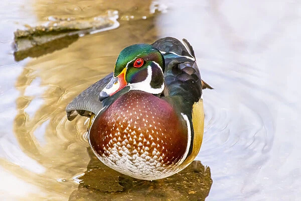 USA, Colorado, Fort Collins. Male American wood duck in water