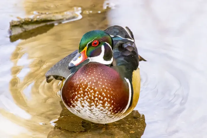 Framed Print : USA, Colorado, Fort Collins. Male American wood duck in water Framed Print : USA, Colorado, Fort Collins. Male American wood duck in water