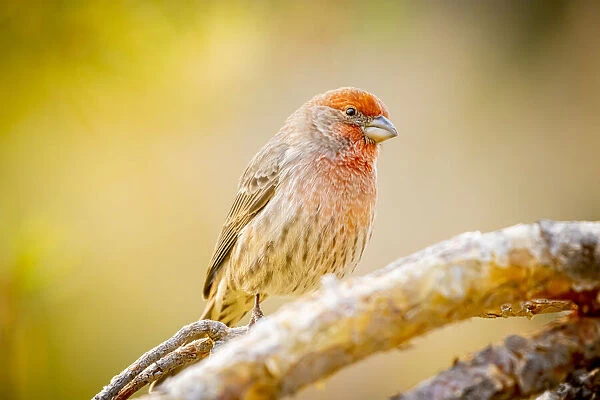 USA, Colorado, Fort Collins. Male house finch on limb