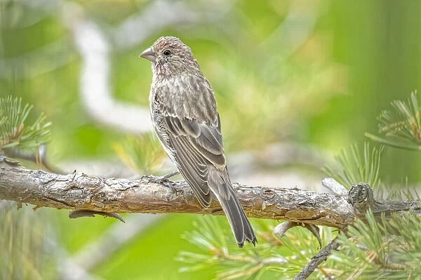 USA, Colorado, Fort Collins. Male house finch in a Hawthorne tree