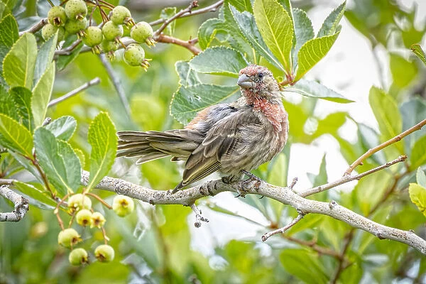 USA, Colorado, Fort Collins. Male house finch in a Hawthorne tree