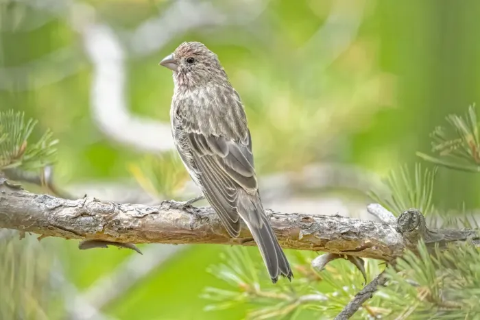 Framed Print : USA, Colorado, Fort Collins. Male house finch in a Hawthorne tree Framed Print : USA, Colorado, Fort Collins. Male house finch in a Hawthorne tree