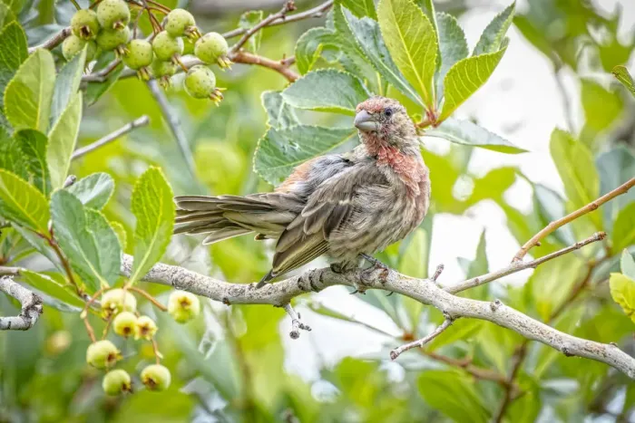 Framed Print : USA, Colorado, Fort Collins. Male house finch in a Hawthorne tree