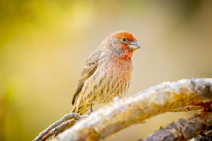 Framed Print : USA, Colorado, Fort Collins. Male house finch on limb Framed Print : USA, Colorado, Fort Collins. Male house finch on limb
