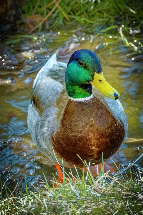 Framed Print : USA, Colorado, Fort Collins. Male mallard duck close-up. ©Fred Lord / Jaynes Gallery / DanitaDelimont.com Framed Print : USA, Colorado, Fort Collins. Male mallard duck close-up. ©Fred Lord / Jaynes Gallery / DanitaDelimont.com