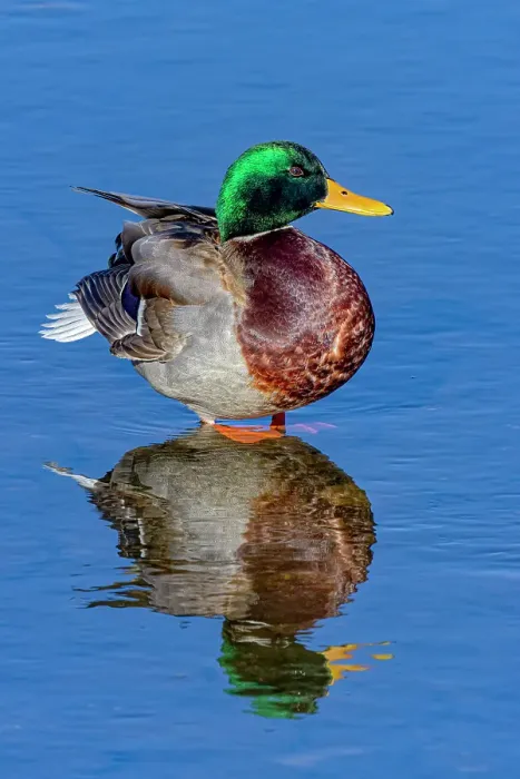 Framed Print : USA, Colorado, Fort Collins. Male mallard duck in water. Credit as Fred Lord / Jaynes Gallery / DanitaDelimont.com Framed Print : USA, Colorado, Fort Collins. Male mallard duck in water. Credit as Fred Lord / Jaynes Gallery / DanitaDelimont.com