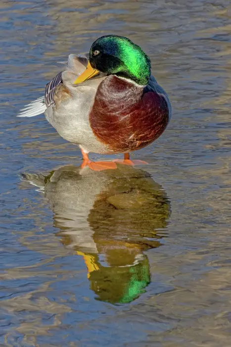 Framed Print : USA, Colorado, Fort Collins. Male mallard duck in water. Credit as Fred Lord / Jaynes Gallery / DanitaDelimont.com Framed Print : USA, Colorado, Fort Collins. Male mallard duck in water. Credit as Fred Lord / Jaynes Gallery / DanitaDelimont.com