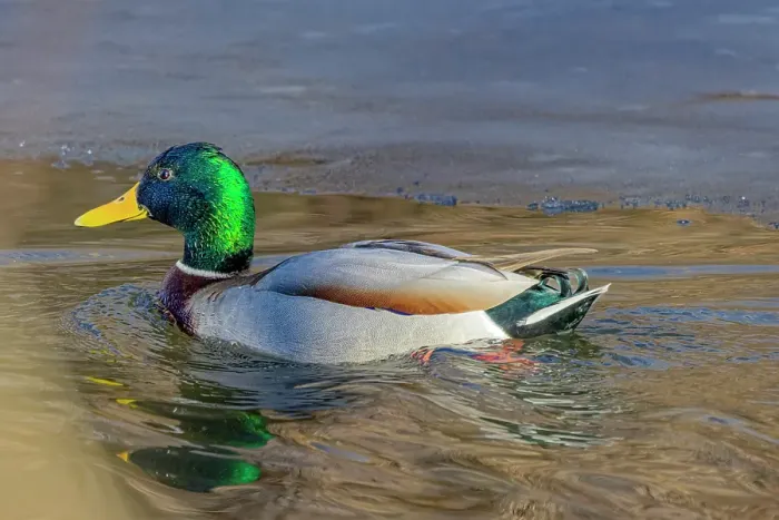 Framed Print : USA, Colorado, Fort Collins. Male mallard duck in water. Credit as Fred Lord  /  Jaynes Gallery  /  DanitaDelimont.com
