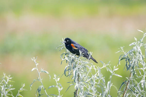 USA, Colorado, Fort Collins. Male red-winged blackbird on bush