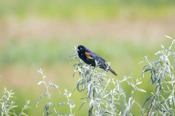 Framed Print : USA, Colorado, Fort Collins. Male red-winged blackbird on bush