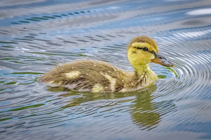 Framed Print : USA, Colorado, Fort Collins. Mallard duck duckling in water. ©Fred Lord  /  Jaynes Gallery  /  DanitaDelimont.com