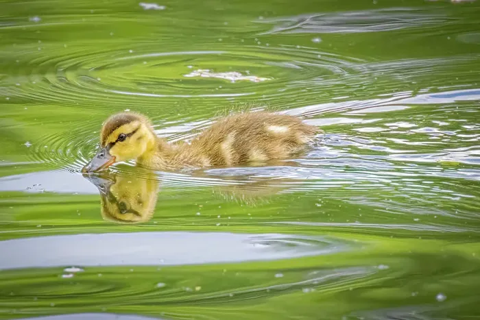 Framed Print : USA, Colorado, Fort Collins. Mallard duck duckling in water. ©Fred Lord / Jaynes Gallery / DanitaDelimont.com Framed Print : USA, Colorado, Fort Collins. Mallard duck duckling in water. ©Fred Lord / Jaynes Gallery / DanitaDelimont.com