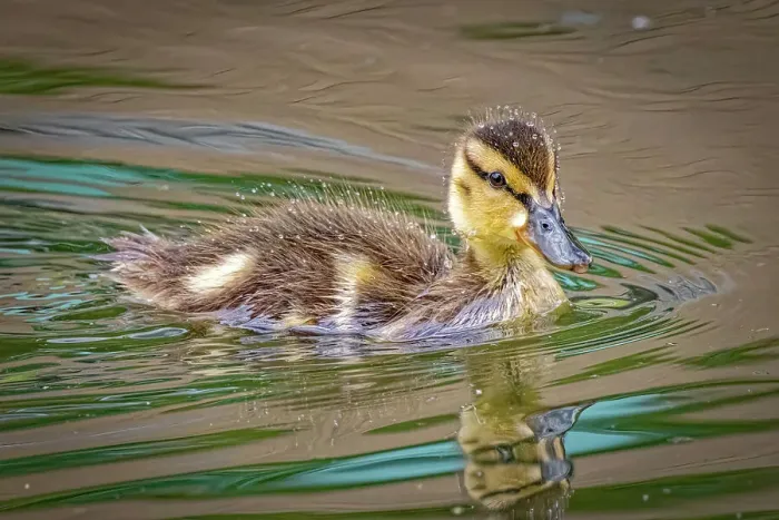 Framed Print : USA, Colorado, Fort Collins. Mallard duck duckling in water. ©Fred Lord  /  Jaynes Gallery  /  DanitaDelimont.com