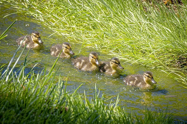 USA, Colorado, Fort Collins. Mallard ducklings swimming in stream