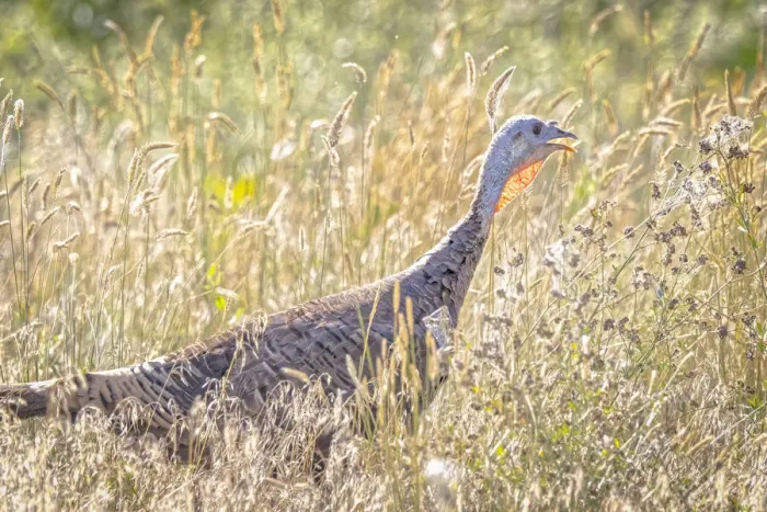 Framed Print : USA, Colorado, Fort Collins. Merriam wild turkey in grassy field