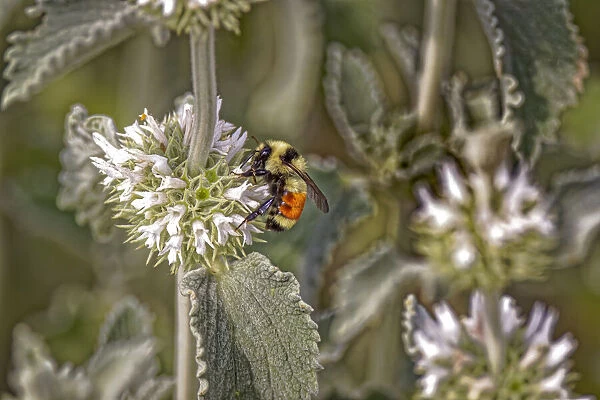 USA, Colorado, Fort Collins. Orange-belted bumblebee, verbena flower