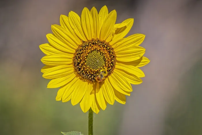 Framed Print : USA, Colorado, Fort Collins. Orange-belted bumble bee on sunflower