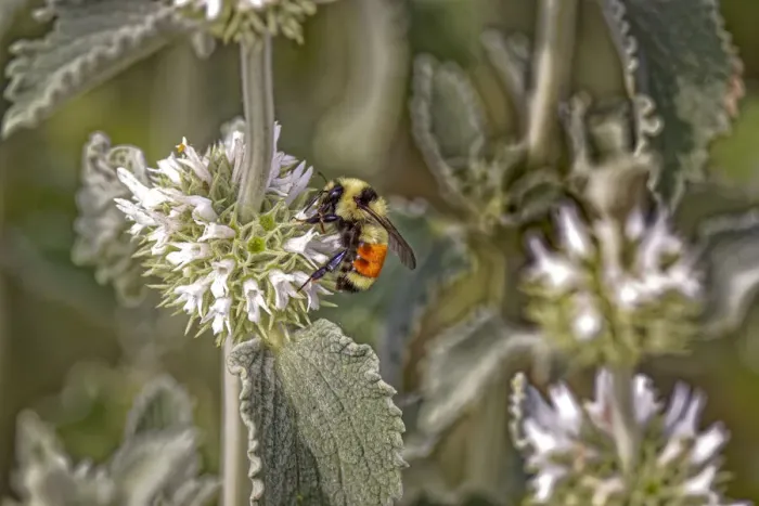 Framed Print : USA, Colorado, Fort Collins. Orange-belted bumblebee, verbena flower Framed Print : USA, Colorado, Fort Collins. Orange-belted bumblebee, verbena flower