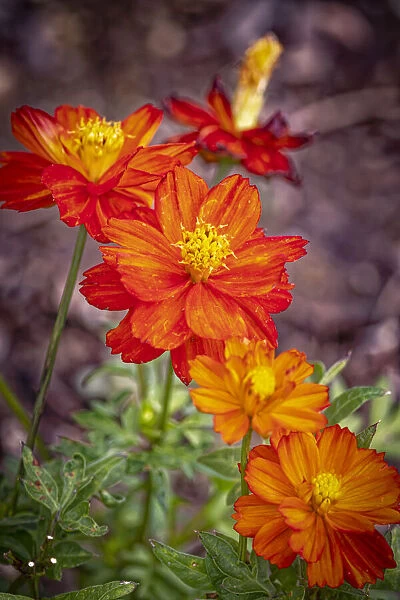USA, Colorado, Fort Collins. Orange coreopsis flowers close-up