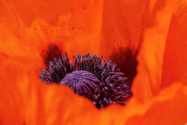 USA, Colorado, Fort Collins. Orange tulip close-up