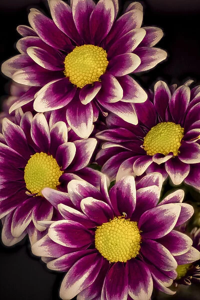 USA, Colorado, Fort Collins. Orinoco daisies close-up