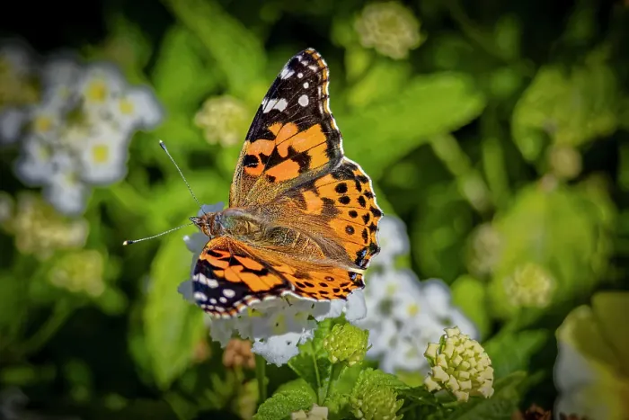 Framed Print : USA, Colorado, Fort Collins. Painted lady butterfly on flower. Credit as Fred Lord / Jaynes Gallery / DanitaDelimont.com Framed Print : USA, Colorado, Fort Collins. Painted lady butterfly on flower. Credit as Fred Lord / Jaynes Gallery / DanitaDelimont.com