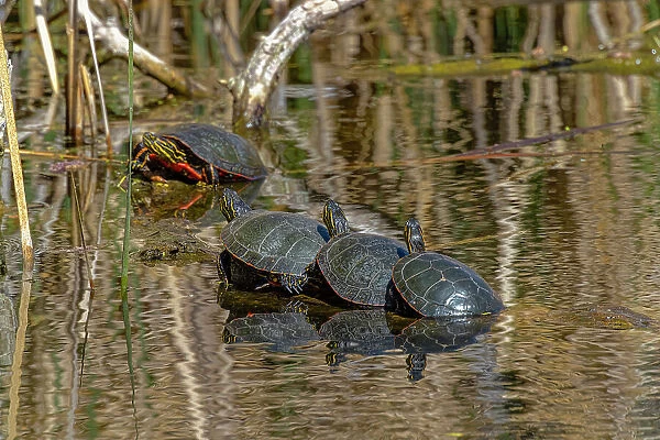 USA, Colorado, Fort Collins. Painted turtles on log in pond