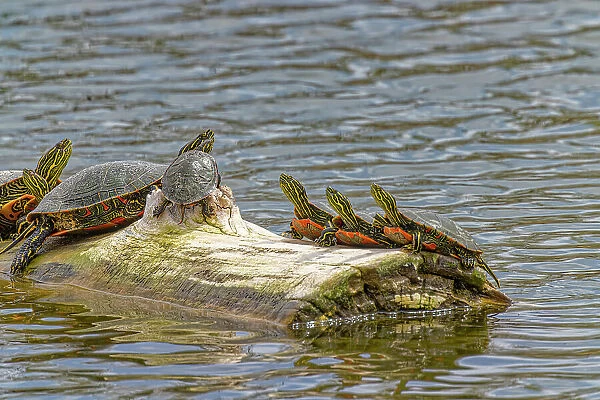 USA, Colorado, Fort Collins. Painted turtles on log in pond