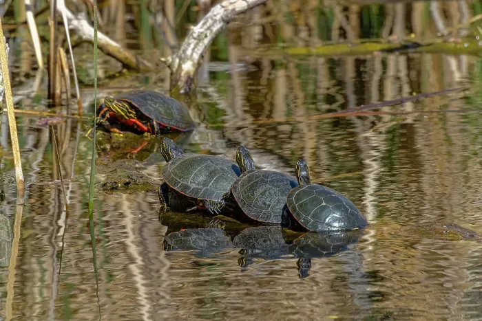 Framed Print : USA, Colorado, Fort Collins. Painted turtles on log in pond Framed Print : USA, Colorado, Fort Collins. Painted turtles on log in pond