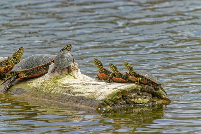 Framed Print : USA, Colorado, Fort Collins. Painted turtles on log in pond