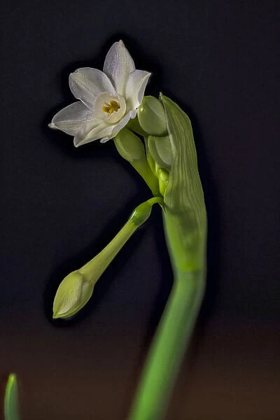 USA, Colorado, Fort Collins. Paperwhite flower plant close-up