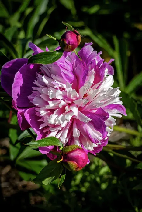 Framed Print : USA, Colorado, Fort Collins. Peony flower close-up. ©Fred Lord / Jaynes Gallery / DanitaDelimont.com Framed Print : USA, Colorado, Fort Collins. Peony flower close-up. ©Fred Lord / Jaynes Gallery / DanitaDelimont.com