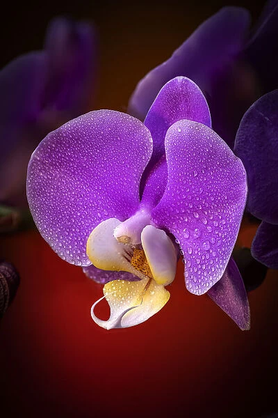 USA, Colorado, Fort Collins. Phalaenopsis orchid close-up