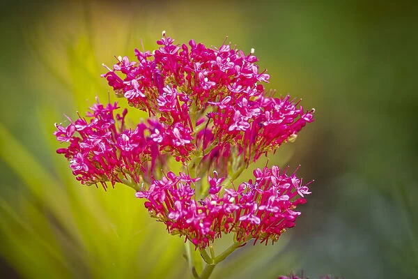 USA, Colorado, Fort Collins. Pink kalanchoe flowers close-up