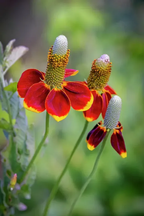 Framed Print : USA, Colorado, Fort Collins. Prairie coneflower close-up. Credit as Fred Lord / Jaynes Gallery / DanitaDelimont.com Framed Print : USA, Colorado, Fort Collins. Prairie coneflower close-up. Credit as Fred Lord / Jaynes Gallery / DanitaDelimont.com