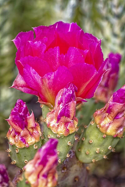 USA, Colorado, Fort Collins. Prickly pear cactus flowers close-up